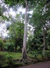 പറമ്പിലെ പാഴ്മരങ്ങള്‍ -അഷ്ടമൂര്‍ത്തി