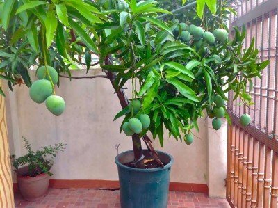  പച്ചമാങ്ങ പച്ചമാങ്ങാ, നാട്ടുമാവിലെ മാങ്ങ (അടുക്കളത്തോട്ടം : സപ്ന അനു ബി.ജോര്‍ജ്)
