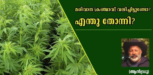 മരിവാന (കഞ്ചാവ്) വലിച്ചിട്ടുണ്ടോ? എന്തു തോന്നി? (ആന്‍ഡ്രൂ)