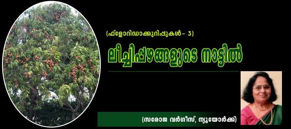 ലീച്ചിപ്പഴങ്ങളുടെ നാട്ടിൽ (ഫ്ലോറിഡാക്കുറിപ്പുകൾ - 3: സരോജ വർഗ്ഗീസ്, ഫ്ലോറിഡ)