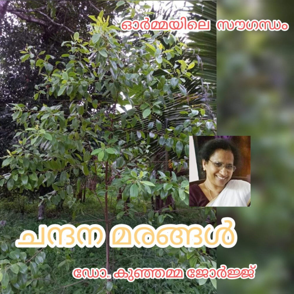 ചന്ദന മരങ്ങൾ( ഓർമ്മയിലെ സൗഗന്ധം : ഡോ. കുഞ്ഞമ്മ ജോർജ്ജ് )