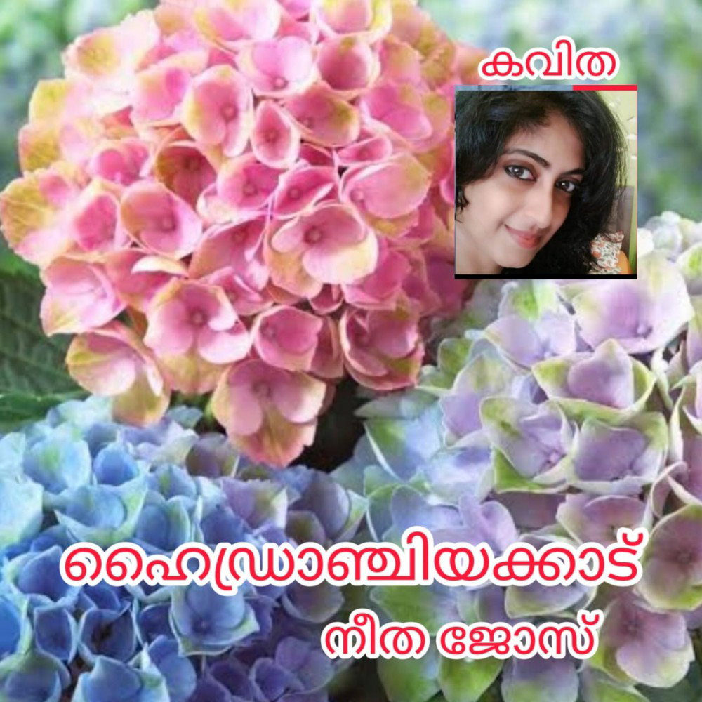 ഹൈഡ്രാഞ്ചിയക്കാട് ( കവിത : നീത ജോസ് )