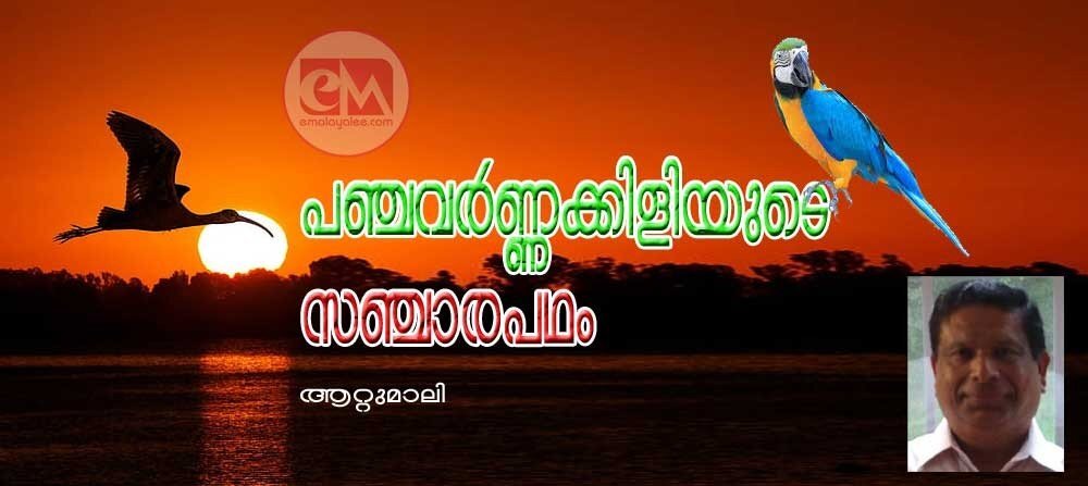 പഞ്ചവർണ്ണക്കിളിയുടെ സഞ്ചാരപഥം. (ആറ്റുമാലി)