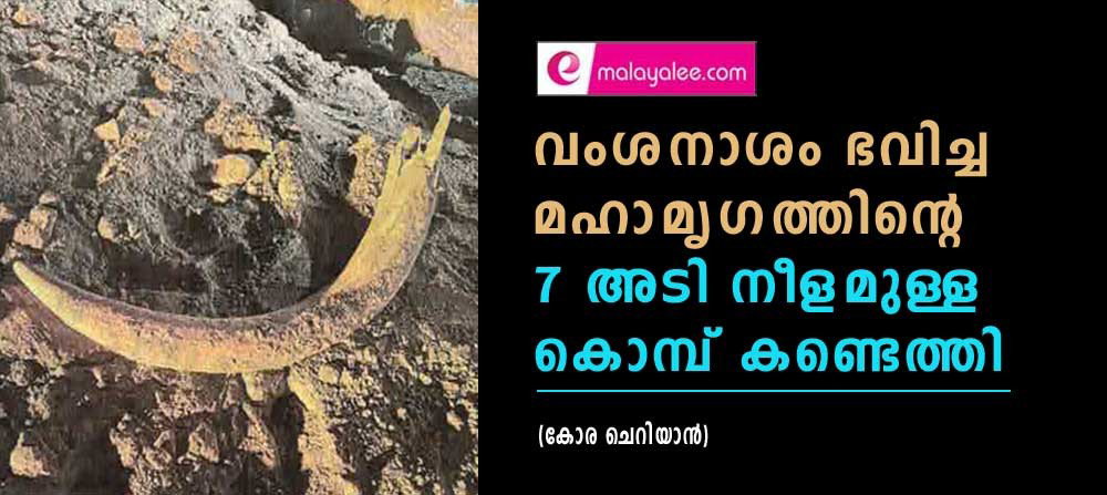 വംശനാശം ഭവിച്ച മഹാമൃഗത്തിന്റെ 7 അടി നീളമുള്ള കൊമ്പ് കണ്ടെത്തി (കോര ചെറിയാന്)