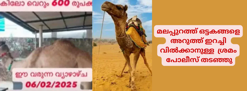 മലപ്പുറത്ത് ഒട്ടകങ്ങളെ അറുത്ത് ഇറച്ചി വിൽക്കാനുള്ള  ശ്രമം പോലീസ് തടഞ്ഞു