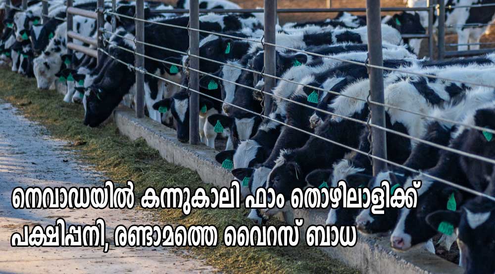 നെവാഡയിൽ കന്നുകാലി ഫാം തൊഴിലാളിക്ക് പക്ഷിപ്പനി, രണ്ടാമത്തെ വൈറസ് ബാധ