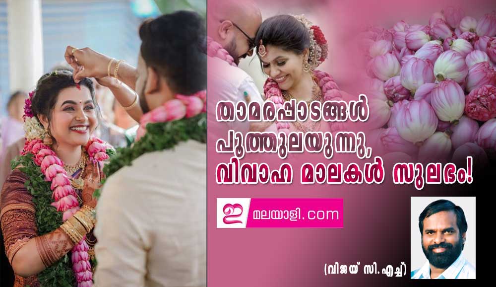  താമരപ്പാടങ്ങള്‍ പൂത്തുലയുന്നു, വിവാഹ മാലകള്‍ സുലഭം! (വിജയ് സി.എച്ച്)   