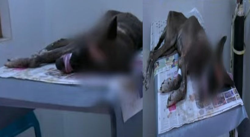 വളർത്തു നായയോട് ഉടമയുടെ ക്രൂരത; ശരീരമാകെ മുറിവേൽപ്പിച്ച് തെരുവിൽ ഉപേക്ഷിച്ചു;കേസെടുത്ത് പോലീസ്