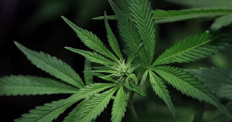 ടെറസിലെ കൃഷി കഞ്ചാവ്; എജി ഓഫീസ് ഉദ്യോഗസ്ഥൻ കുടുങ്ങി