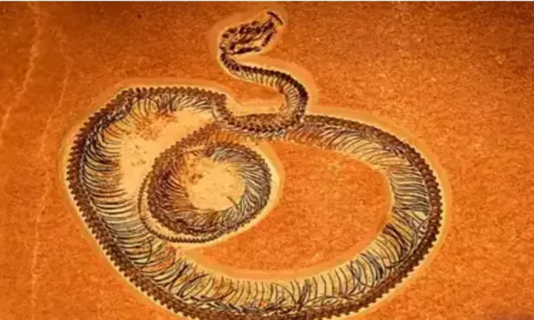 ടൈറ്റനോബോവയെ തോൽപ്പിച്ച് ഇന്ത്യയുടെ വാസുകി ; ലോകത്തിലെ ഏറ്റവും വലിയ പാമ്പ്