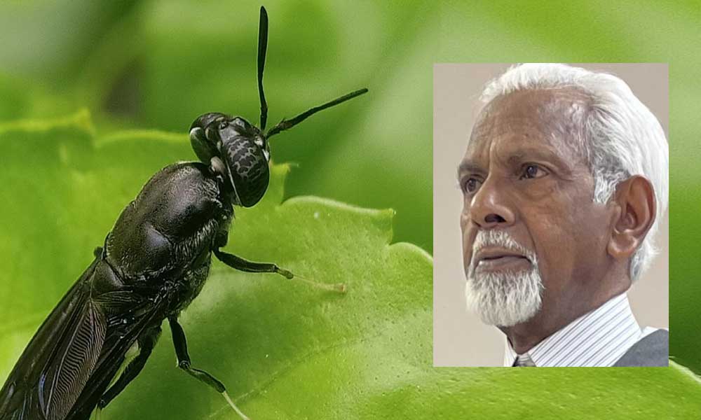 വണ്ട്  (രാജു തോമസ്)