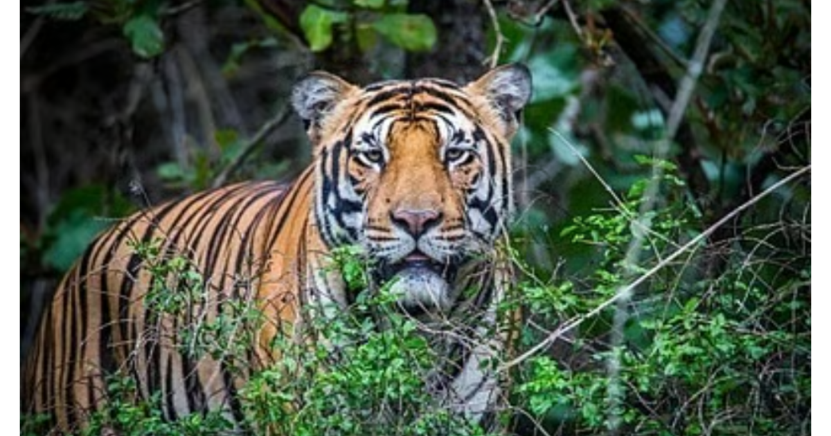പത്തനംതിട്ടയിൽ കടുവ ആക്രമണം ; ഫോറസ്റ്റ് വാച്ചറായ ആദിവാസി യുവാവിന് ദാരുണാന്ത്യം