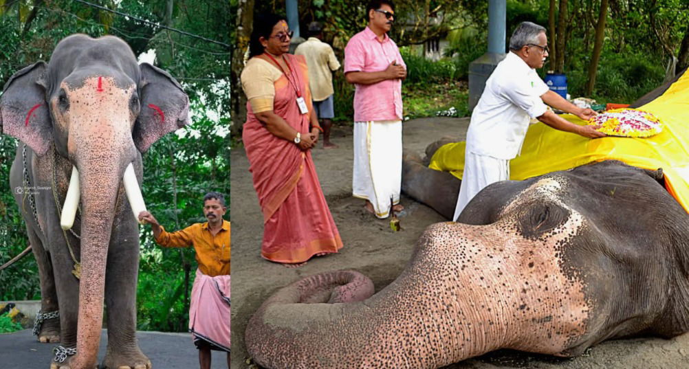 ഗുരുവായൂര്‍ ദേവസ്വത്തിലെ കൊമ്പൻ ഗോകുൽ ചരിഞ്ഞ സംഭവം; നിര്‍ണായകമായി പോസ്റ്റ്‍മോര്‍ട്ടം റിപ്പോര്‍ട്ട്, കേസെടുത്തു