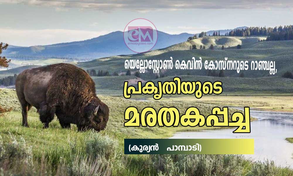 യെല്ലോസ്റ്റോൺ കെവിൻ കോസ്‌നറുടെ റാഞ്ചല്ല, പ്രകൃതിയുടെ മരതകപ്പച്ച  (കുര്യൻ   പാമ്പാടി)