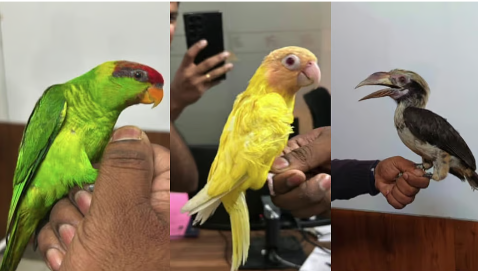 കോടികൾ വിലമതിക്കുന്ന 11 അപൂർവയിനം പക്ഷികൾ; ദമ്പതികൾ നെടുമ്പാശേരി വിമാനത്താവളത്തിൽ പിടിയിൽ