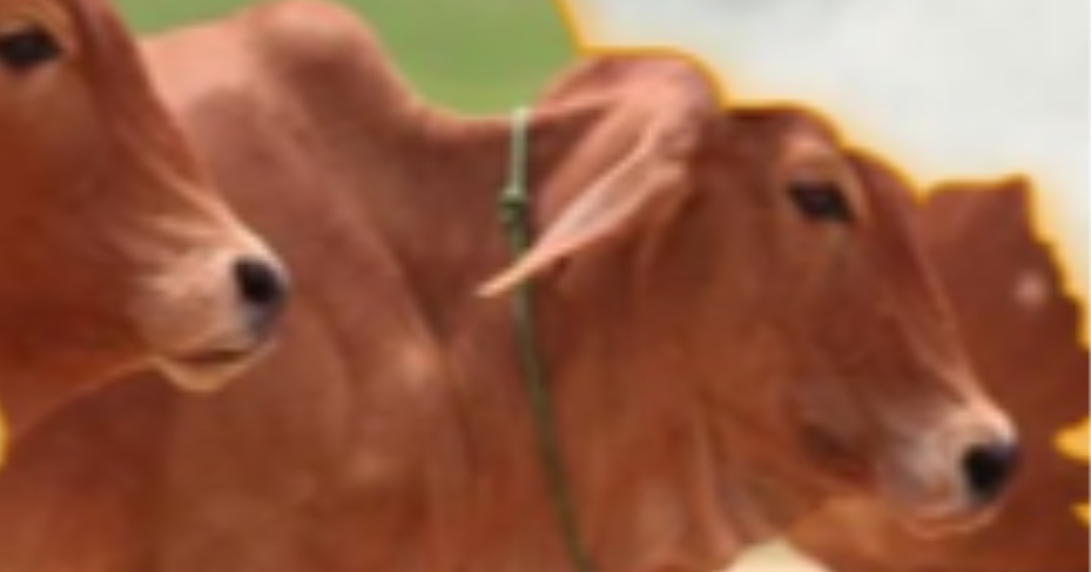 ഗോമൂത്രവും ചാണകവും ഉപയോഗിച്ച് ക്യാൻസർ ഗവേഷണം: 3.5 കോടിയുടെ പദ്ധതിയിൽ വൻ അഴിമതി; അന്വേഷണം