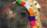  അങ്കമാലിയില്‍ ഇടഞ്ഞ ആനയെ മയക്കുവെടിവെച്ച് തളച്ചു; മരിച്ചത് ലോറി ഡ്രൈവര്‍ വിഷ്ണു; പാപ്പാന്റെ നില മെച്ചപ്പെട്ടു