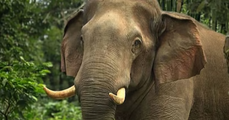 ഒഴുക്കിൽപെട്ട് മുങ്ങിത്താഴ്ന്നപ്പോഴും രക്ഷപെടാൻ  ശ്രമം നടത്തിയില്ല; ചില്ലിക്കൊമ്പന്‍റേത് ആത്മഹത്യ‍യോ?