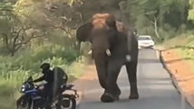 മൂന്നാറിൽ കാട്ടാനയുടെ മുന്നിൽ നിന്നും തലനാരിഴയ്ക്ക് രക്ഷപ്പെട്ട് ബൈക്ക് യാത്രികൻ