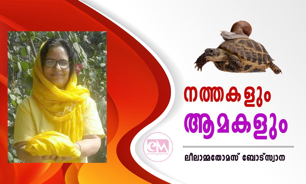 നത്തകളും ആമകളും ( കവിത : ലീലാമ്മതോമസ് ബോട്സ്വാന )