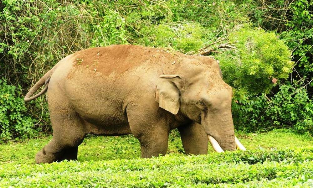 മറയൂരില്‍ മധ്യവയസ്‌കന്‍ കൊല്ലപ്പെട്ടത് കാട്ടാന ആക്രമണത്തില്‍; ആന ചവിട്ടിയ പാടെന്ന് പോസ്റ്റുമോര്‍ട്ടം റിപ്പോര്‍ട്ട്