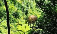 കോതമംഗലത്ത് ജനവാസ മേഖലയില്‍ തമ്പടിച്ച കാട്ടാനയെ മയക്കുവെടി വയ്ക്കാന്‍ വനംമന്ത്രിയുടെ അനുമതി