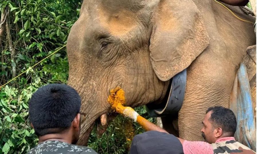 കോതമം​ഗലത്ത് ജനവാസമേഖലയിൽ ഇറങ്ങിയ കാട്ടാനയെ മയക്കുവെടിവെച്ച് പിടികൂടി; റേഡിയോ കോളർ ധരിപ്പിച്ചു