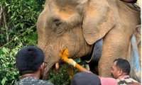 കോതമം​ഗലത്ത് ജനവാസമേഖലയിൽ ഇറങ്ങിയ കാട്ടാനയെ മയക്കുവെടിവെച്ച് പിടികൂടി; റേഡിയോ കോളർ ധരിപ്പിച്ചു