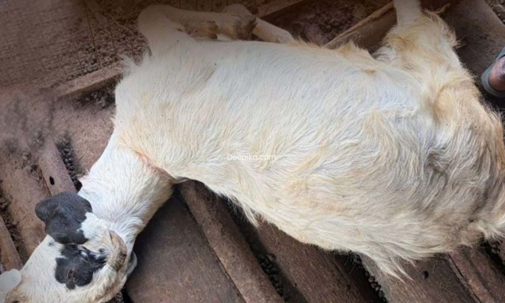  വയനാട് പൊഴുതനയില്‍ പുലിയിറങ്ങി; അഞ്ച് ആടുകളെ കൊന്നു