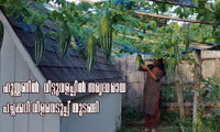 ഹൂസ്റ്റണിൽ  വീട്ടുവളപ്പിൽ സമൃദ്ധമായ പച്ചക്കറി വിളവെടുപ്പ് തുടങ്ങി