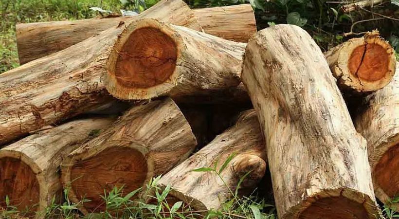 മുട്ടിൽ മരംമുറി കേസ്: അഗസ്റ്റിന്‍ സഹോദരന്മാര്‍ക്ക് ജാമ്യമില്ലാ വാറന്റ്