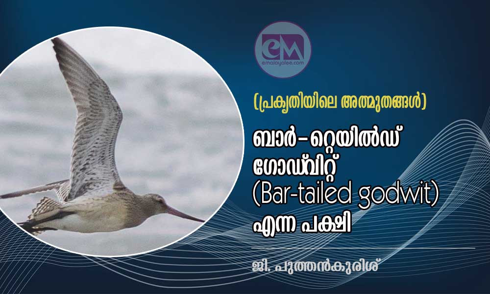 ബാർ-റ്റെയിൽഡ് ഗോഡ്വിറ്റ് (Bar-tailed godwit) എന്ന പക്ഷി (പ്രകൃതിയിലെ അത്ഭുതങ്ങൾ: ജി. പുത്തൻകുരിശ്)