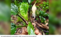  സൈലന്റ്വാലിയില്‍നിന്ന് പുതിയ സസ്യത്തെ കണ്ടെത്തി