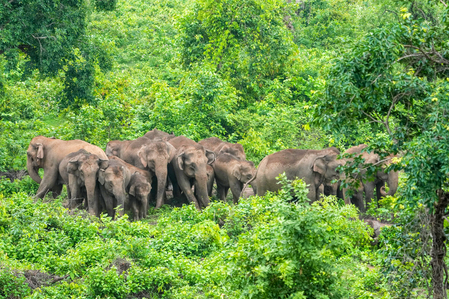 കാട്ടാന ആക്രമണം : ഇടുക്കി തലക്കുളം എസ്റ്റേറ്റില് തൊഴിലാളിക്ക് ദാരുണാന്ത്യം