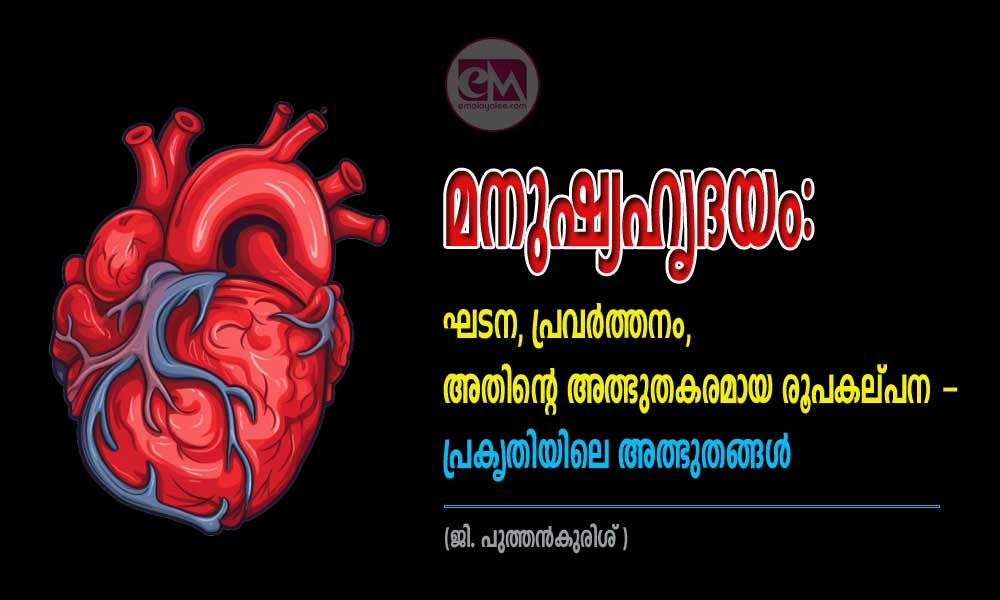 മനുഷ്യഹൃദയം: ഘടന, പ്രവർത്തനം, അതിന്റെ അത്ഭുതകരമായ രൂപകല്പന - പ്രകൃതിയിലെ അത്ഭുതങ്ങൾ (ജി. പുത്തൻകുരിശ് )