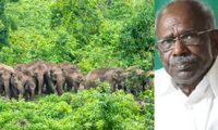 ചിന്നക്കനാലിലെ ആക്രമണകാരികളായ കാട്ടാനകളെ വെടിവെച്ചുകൊല്ലണം:  എം എം മണി