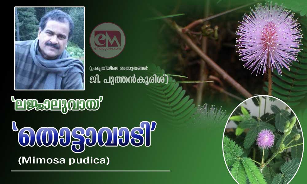 ‘ലജ്ജാലുവായ’ ‘തൊട്ടാവാടി’ (Mimosa pudica) (പ്രകൃതിയിലെ അത്ഭുതങ്ങൾ:ജി. പുത്തൻകുരിശ്)
