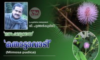 ‘ലജ്ജാലുവായ’ ‘തൊട്ടാവാടി’ (Mimosa pudica) (പ്രകൃതിയിലെ അത്ഭുതങ്ങൾ:ജി. പുത്തൻകുരിശ്)