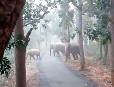 കാട്ടാനശല്യം; ഇടുക്കി വനാതിർത്തിയിൽ രാവിലെ 6 വരെയും വൈകിട്ട് 6ന് ശേഷവും പുറത്തിറങ്ങരുതെന്ന് കലക്റ്റർ
