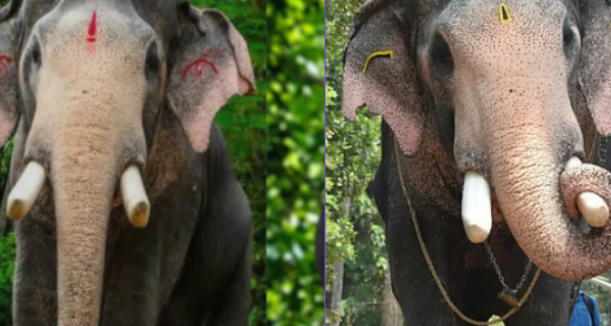 ആനപ്രേമികളുടെ പ്രിയ കൊമ്പൻ ബ്രഹ്മദത്തൻ ഇടിമിന്നലേറ്റ് ചരിഞ്ഞു