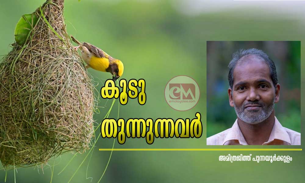 കൂടു തുന്നുന്നവർ (കവിത: അമിത്രജിത്ത് പുന്നയൂർക്കുളം)