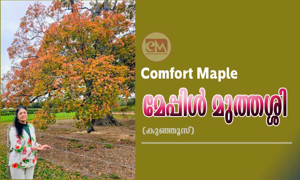Comfort Maple - മേപ്പിൾ മുത്തശ്ശി (കുഞ്ഞൂസ്)