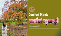 Comfort Maple -  മേപ്പിൾ മുത്തശ്ശി (കുഞ്ഞൂസ്)