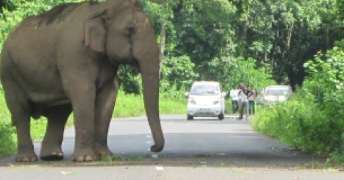 പാമ്പ്, തേനീച്ച, കടന്നല് ആക്രമണത്തിൽ മരിച്ചാല് 5 ലക്ഷം; വന്യജീവി ആക്രമണത്തില് നഷ്ടപരിഹാരതുക 17.5 ലക്ഷമായി ഉയര്ത്തി