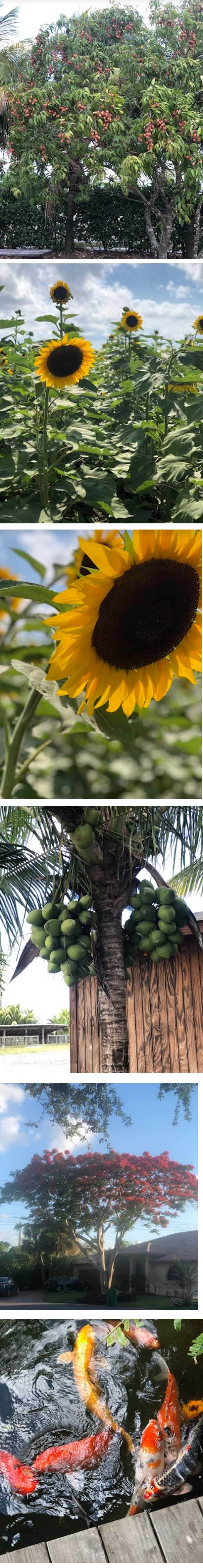 ലീച്ചിപ്പഴങ്ങളുടെ നാട്ടിൽ (ഫ്ലോറിഡാക്കുറിപ്പുകൾ - 3: സരോജ വർഗ്ഗീസ്, ഫ്ലോറിഡ)
