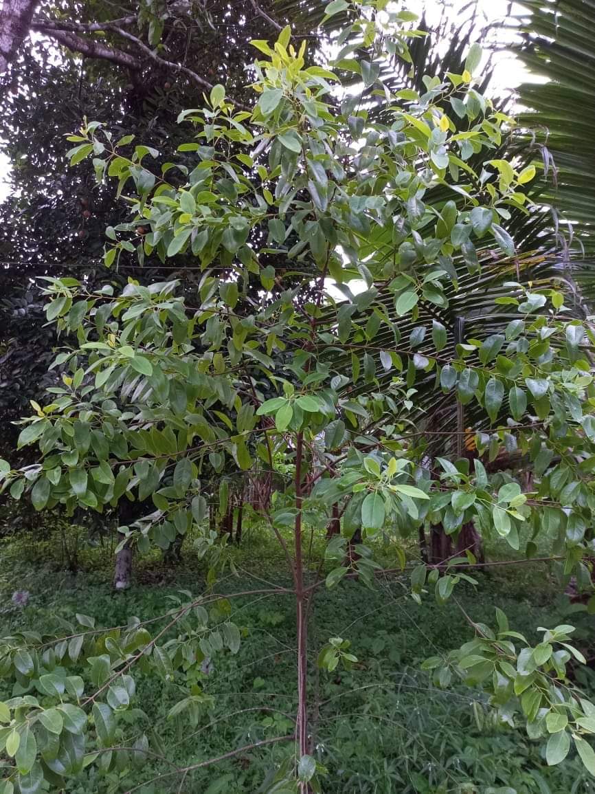 ചന്ദന മരങ്ങൾ( ഓർമ്മയിലെ സൗഗന്ധം : ഡോ. കുഞ്ഞമ്മ ജോർജ്ജ് )