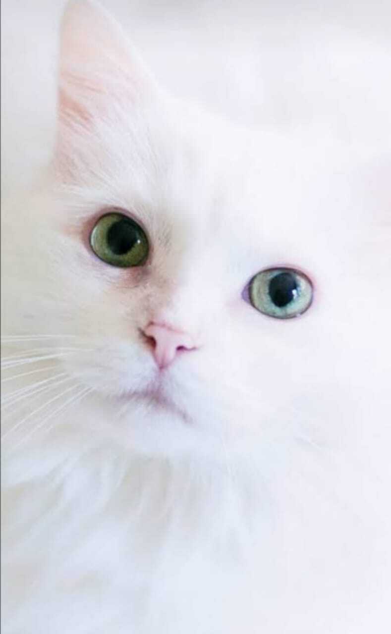 അനിതരസാധാരണം (കഥ : ആൻസി സാജൻ )