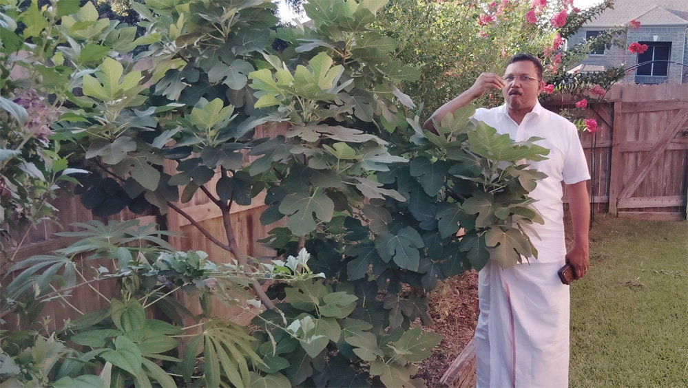 ഹൂസ്റ്റണിൽ  വീട്ടുവളപ്പിൽ സമൃദ്ധമായ പച്ചക്കറി വിളവെടുപ്പ് തുടങ്ങി